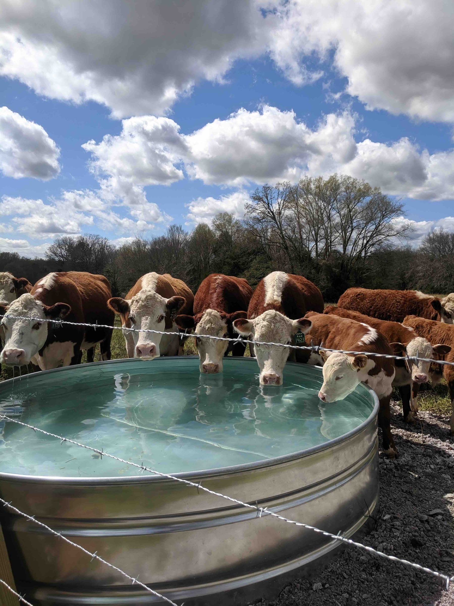 Fill stock tank with well pump